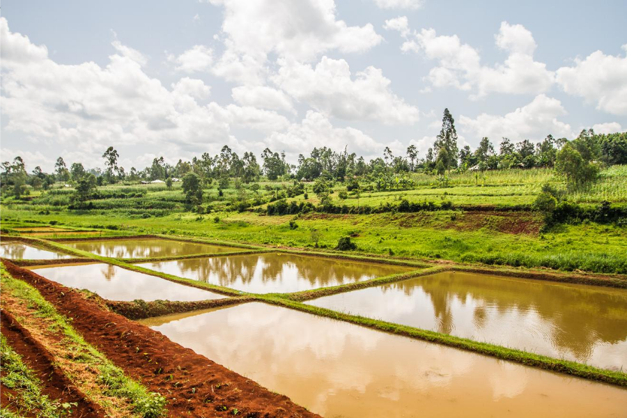 Youth groups are leading the way in Kenya's agricultural sector