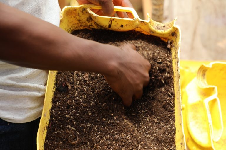 The Impact of Youth-led Black Soldier Fly Production as Alternative Fish Feeds on Smallholder Farmers