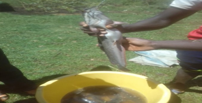 Empowering Youth in Aquaculture: The Success Story of Kaskon Samwel