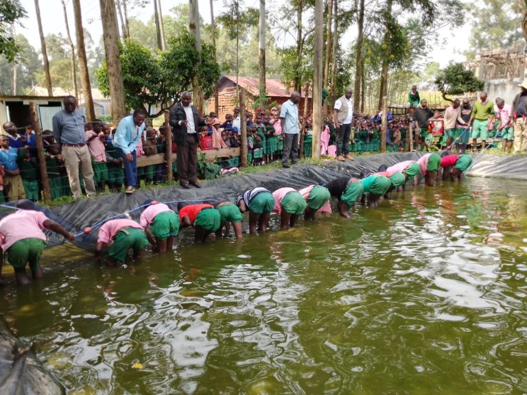 Harvesting at Solyo Primary School in Shinyalu sub-County Kakamega County